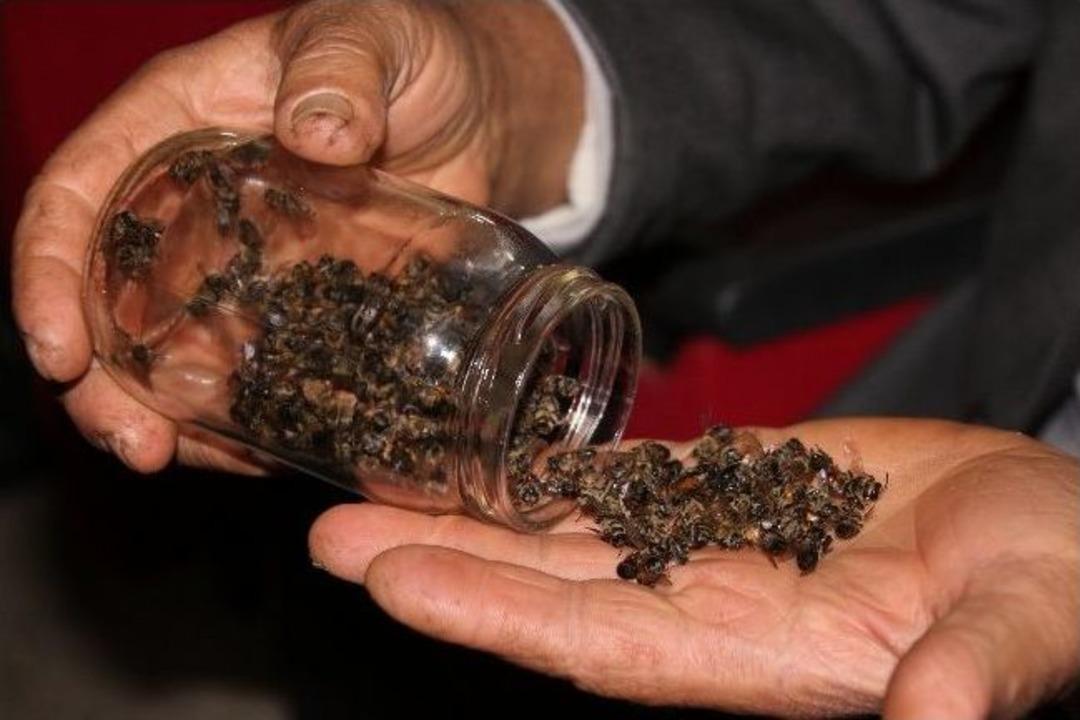 Şaşırtan Arı &Ouml;l&uuml;mleri Masaya Yatırıldı