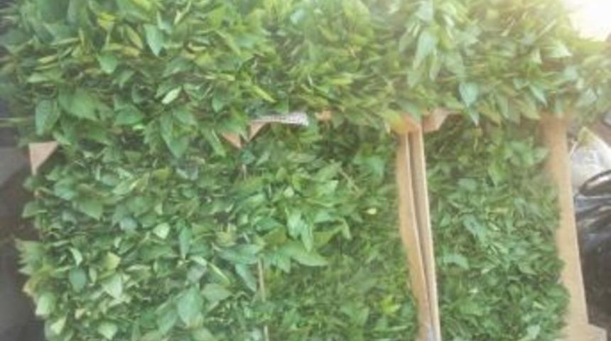 Kulp&rsquo;ta Sebze Fideleri Pazarda Yerini Aldı