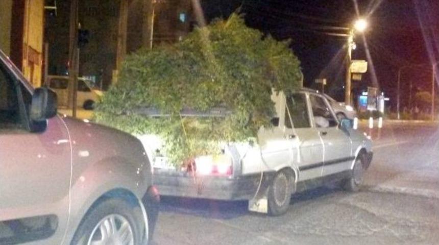 Nohut Dallarıyla Tehlikeli Yolculuk