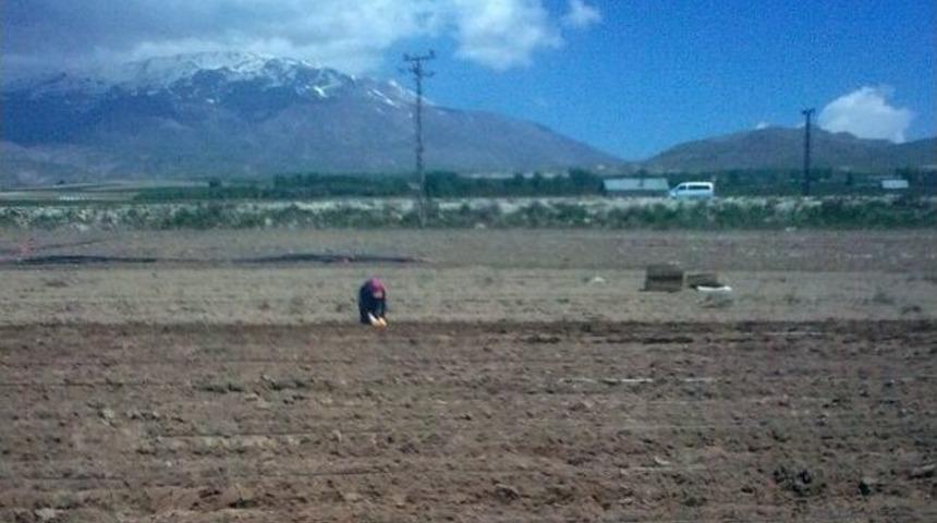 Adilcevaz&rsquo;da Sebze Ekim Hazırlıkları