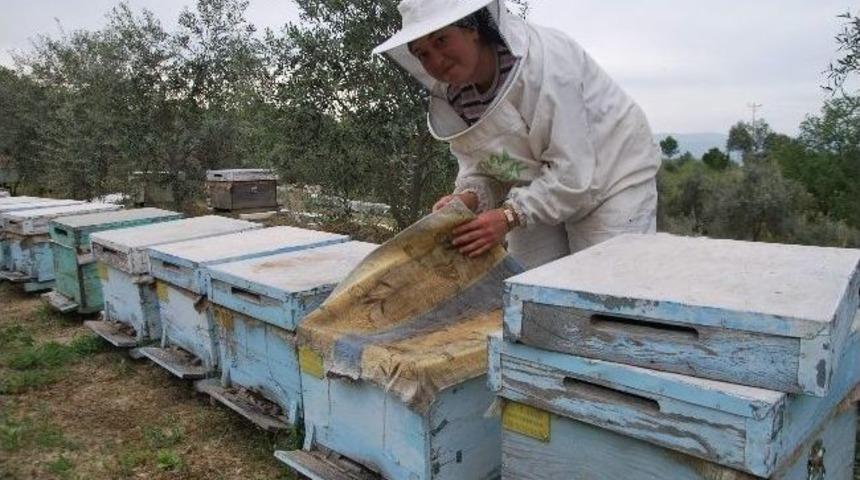 Kadınlar Arıcılık Mesleğine De El Attı