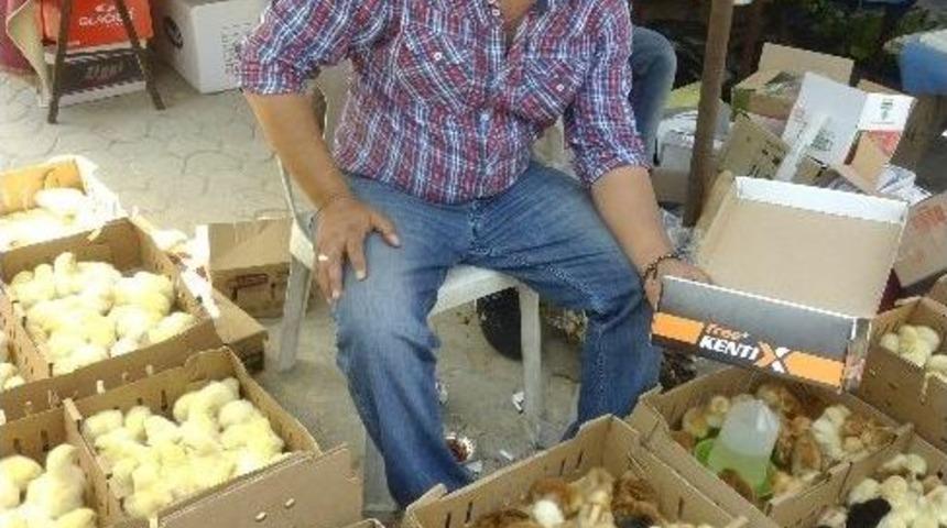 Vatandaşlar Sağlıklı Et İ&ccedil;in Kendi Tavuklarını Yetiştiriyor