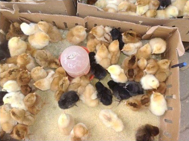 Vatandaşlar Sağlıklı Et İ&ccedil;in Kendi Tavuklarını Yetiştiriyor 1