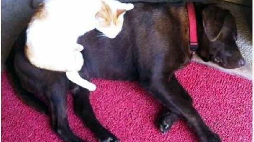 (&ouml;zel Haber) Erkek K&ouml;pek Kedi Yavrusunu Annesi Gibi Sahiplendi