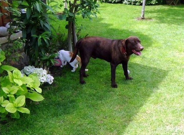 (özel Haber) Erkek Köpek Kedi Yavrusunu Annesi Gibi Sahiplendi