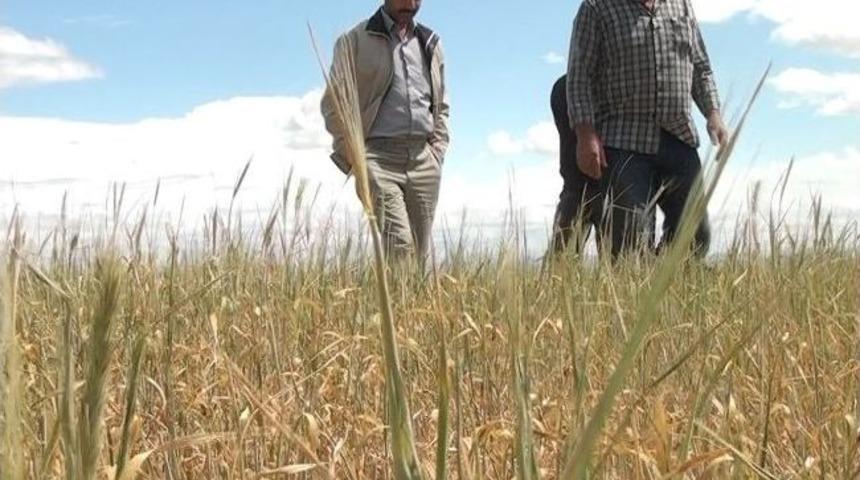 Kuraklık Toprak Verimini D&uuml;ş&uuml;rd&uuml;