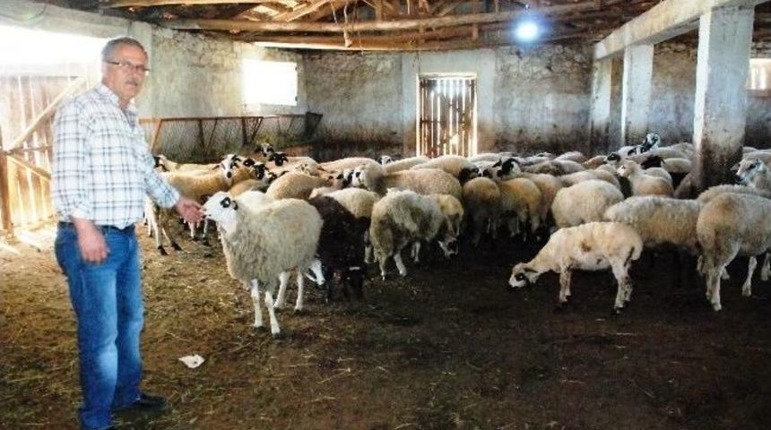 &lsquo;ucuza Satacağıma Keserim&rsquo; Dedi Baba Mesleğine Geri D&ouml;nd&uuml;