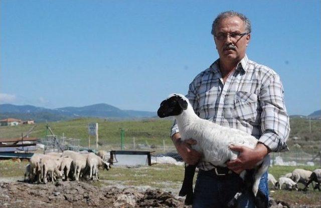 ‘ucuza Satacağıma Keserim’ Dedi Baba Mesleğine Geri Döndü