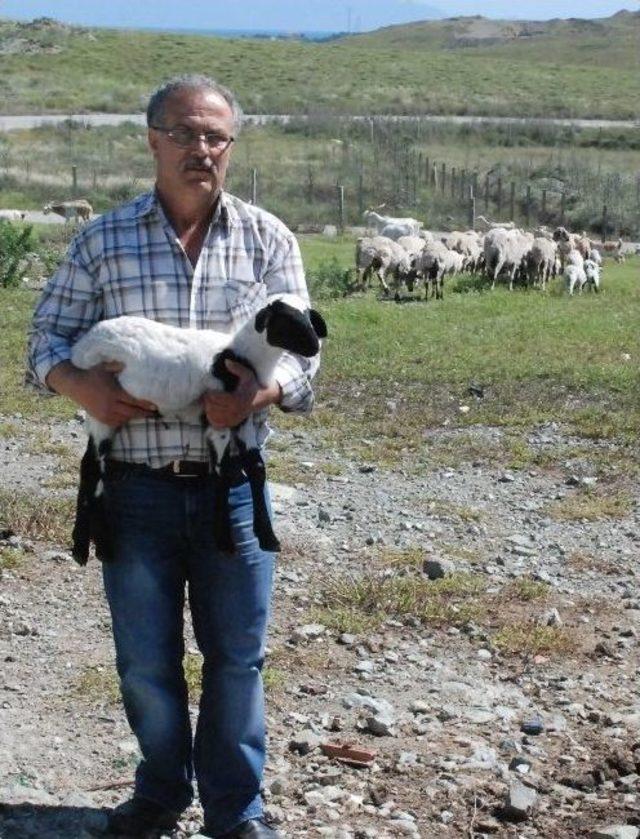 ‘ucuza Satacağıma Keserim’ Dedi Baba Mesleğine Geri Döndü