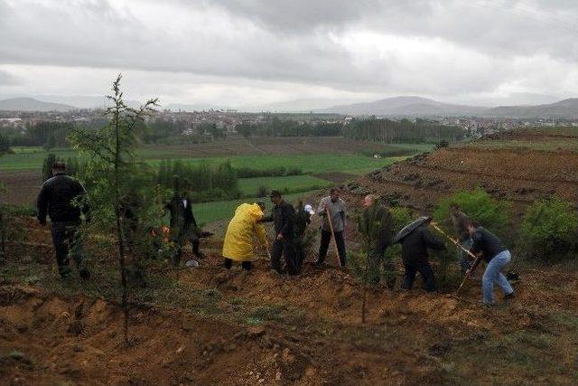 Kelkit&rsquo;te Soma Maden Şehitleri Ormanı Oluşturuldu 2