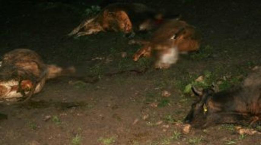 Kars&rsquo;ta Tren S&uuml;r&uuml;ye &Ccedil;arptı: 50 Hayvan Telef Oldu