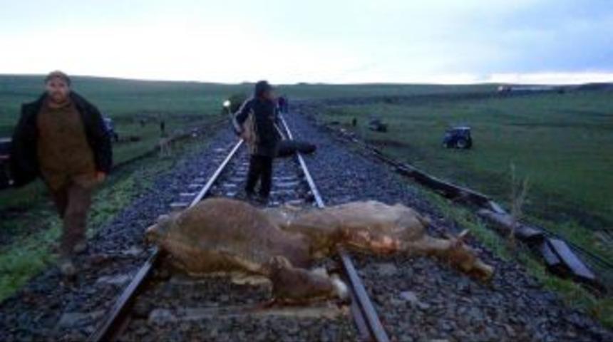 Kars'ta Tren B&uuml;y&uuml;kbaş Hayvan S&uuml;r&uuml;s&uuml;ne &Ccedil;arptı