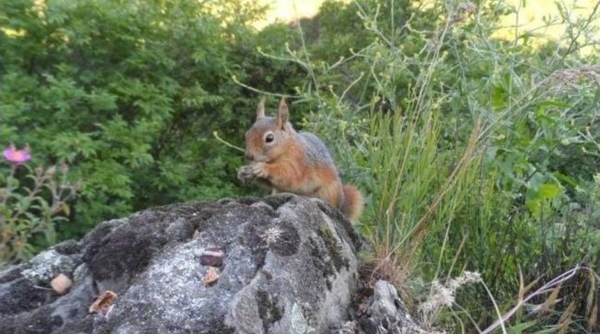 Dağdaki Doğum G&uuml;n&uuml; Partisine Davetsiz Misafir
