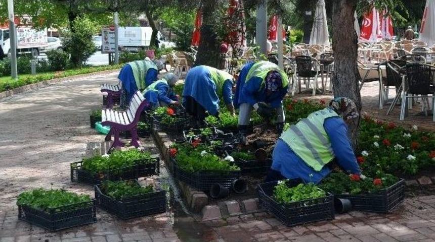 &Ccedil;orlu Sardunyalarla S&uuml;sleniyor