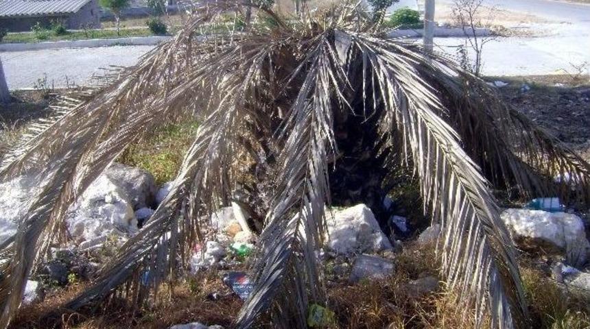 Didim&rsquo;de Palmiyelerin Nesli T&uuml;keniyor