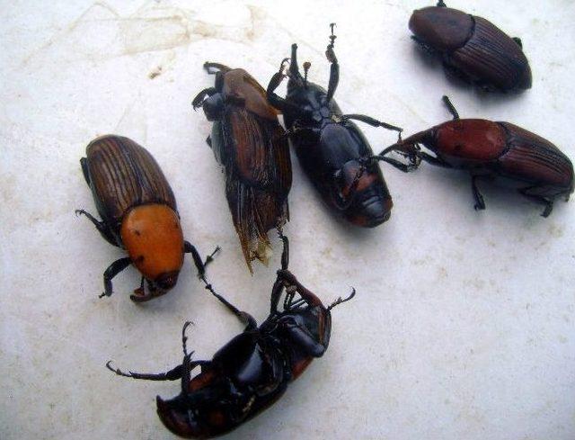 Didim’de Palmiyelerin Nesli Tükeniyor 1