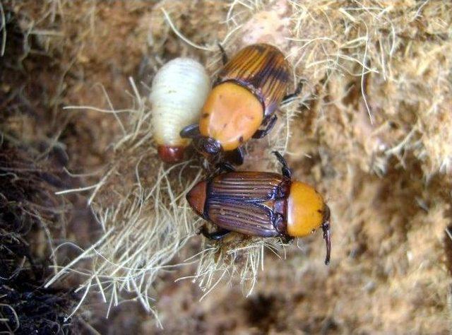 Didim’de Palmiyelerin Nesli Tükeniyor 2