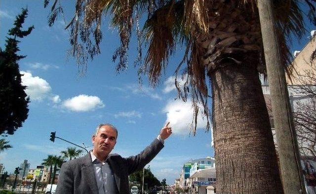 Didim’de Palmiyelerin Nesli Tükeniyor 3