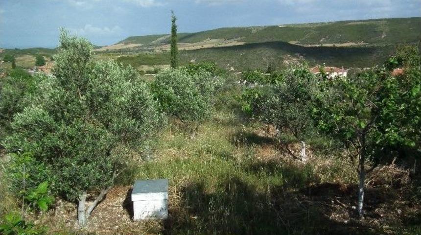 Ege&rsquo;de Arıcılar Bilin&ccedil;leniyor