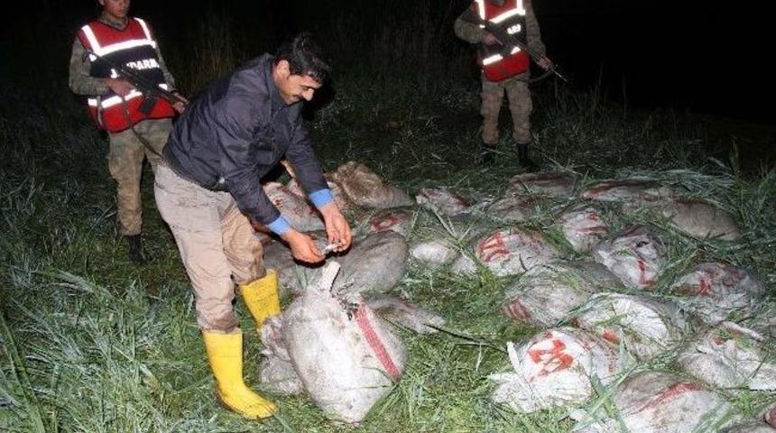 Van&rsquo;da Ka&ccedil;ak Balık Operasyonu