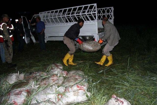 Van’da Kaçak Balık Operasyonu