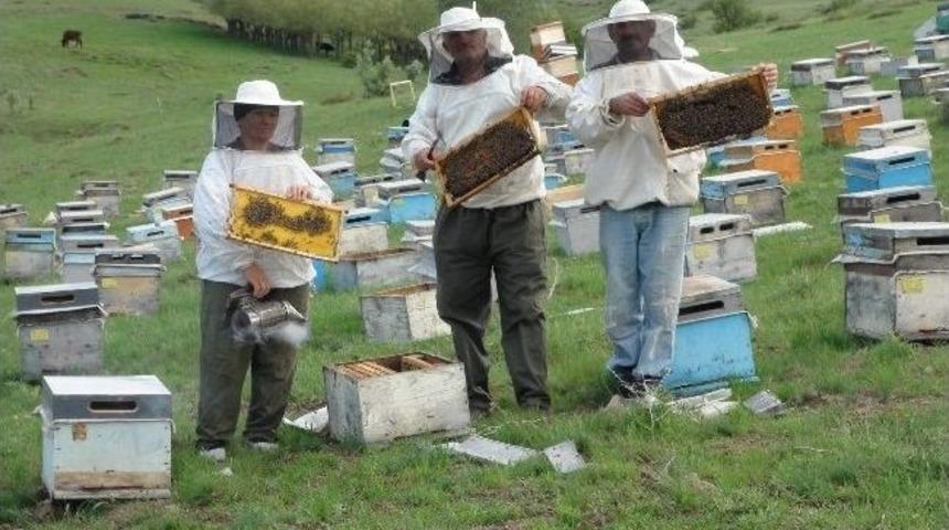Arıcılar Bahar Yağmurlarıyla Umutlandı