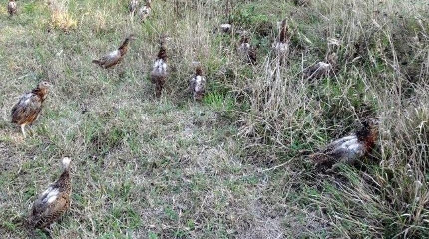 Samsun'dan Doğaya 12 Bin S&uuml;l&uuml;n