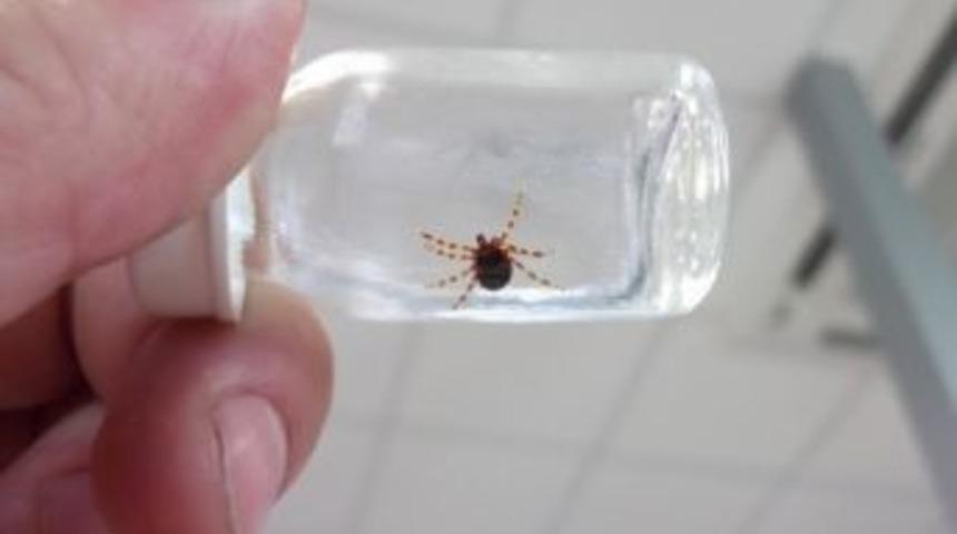 Piknik&ccedil;ilere Kene Uyarısı