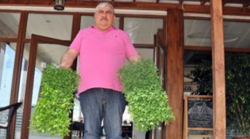 Pembe Domates Ve Kıl Biber Dağıtımı Başladı