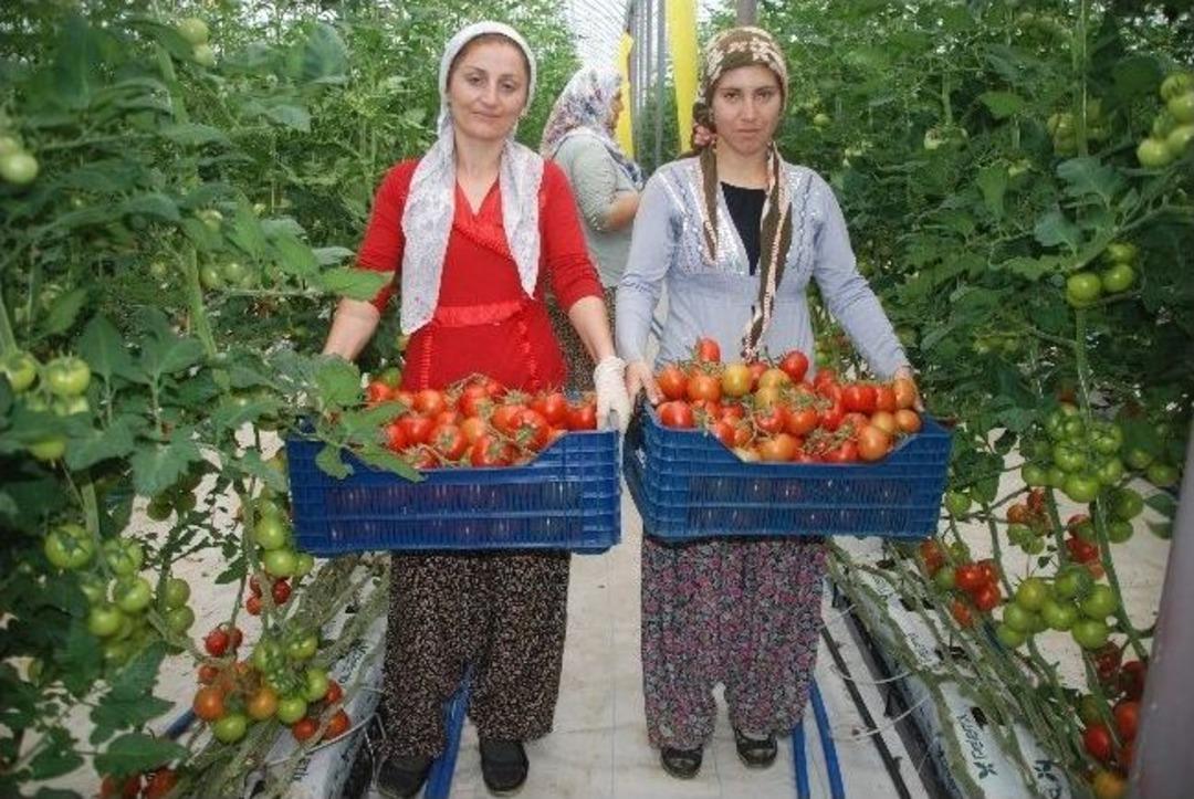 Domates &Uuml;reticisinin Başı Tuta Hastalığıyla Dertte