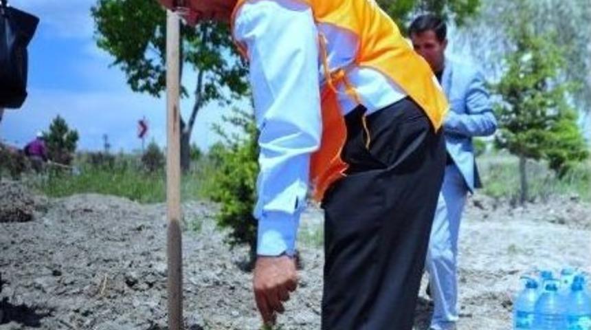 Yy&uuml;&rsquo;de Fidan Dikimi