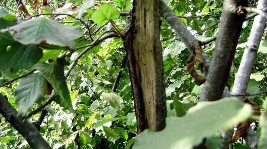 Fındık &Uuml;reticilerine &ldquo;dalkıran&rdquo; Uyarısı