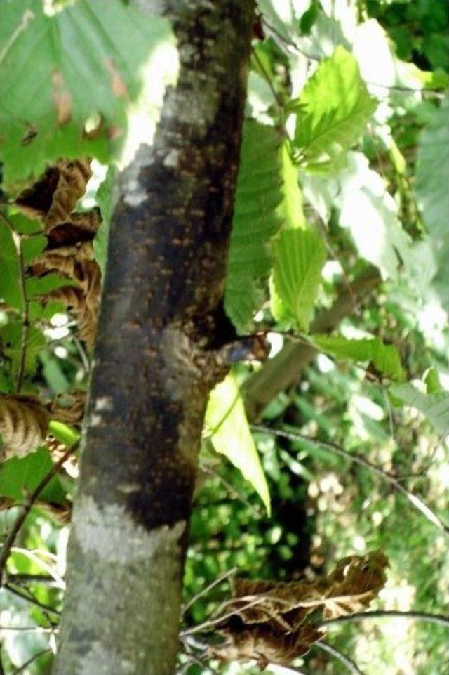 Fındık Üreticilerine “dalkıran” Uyarısı