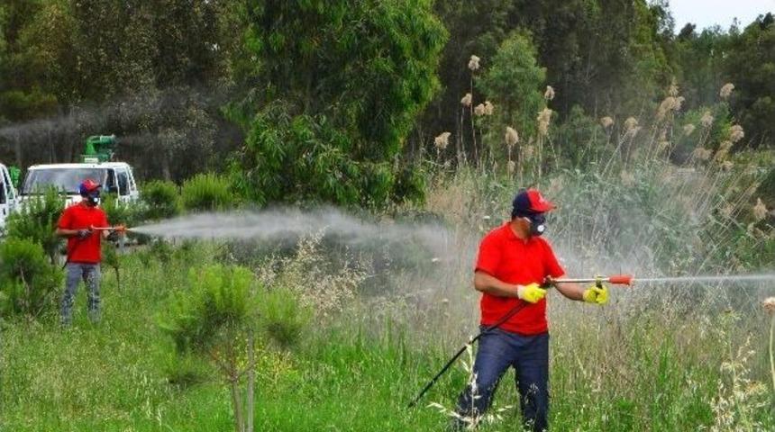 İzmir B&uuml;y&uuml;kşehir Haşereye Savaş A&ccedil;tı!