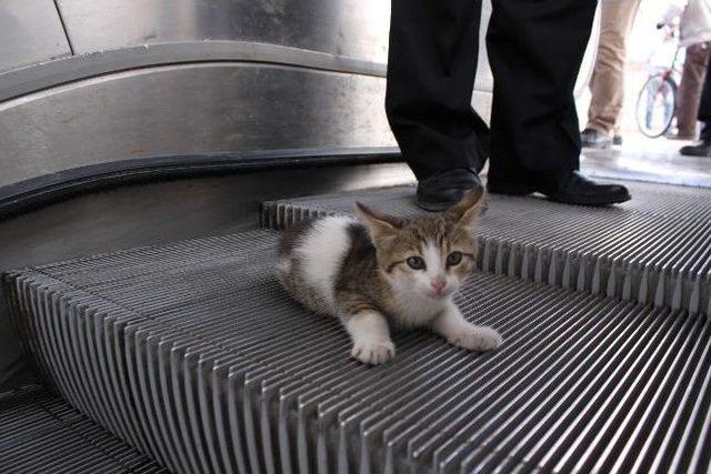 Yavru Kedinin Ayağı Y&uuml;r&uuml;yen Merdivene Sıkıştı 1