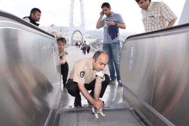 Yavru Kedinin Ayağı Y&uuml;r&uuml;yen Merdivene Sıkıştı 2