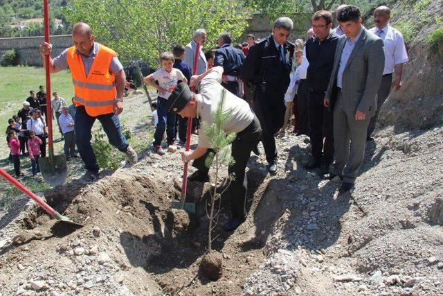 Tosya'da Fidan Dikimi