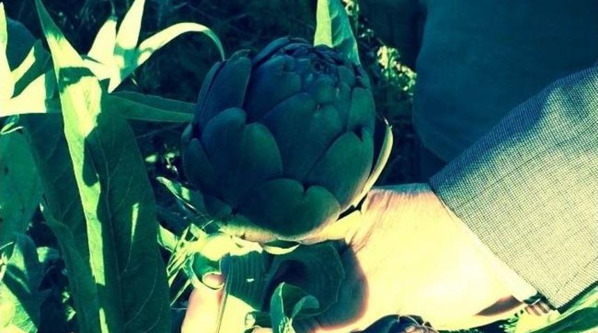 Gıda Tarım Ve Hayvancılık İl M&uuml;d&uuml;r&uuml; Alanlı İncelemelerde Bulundu