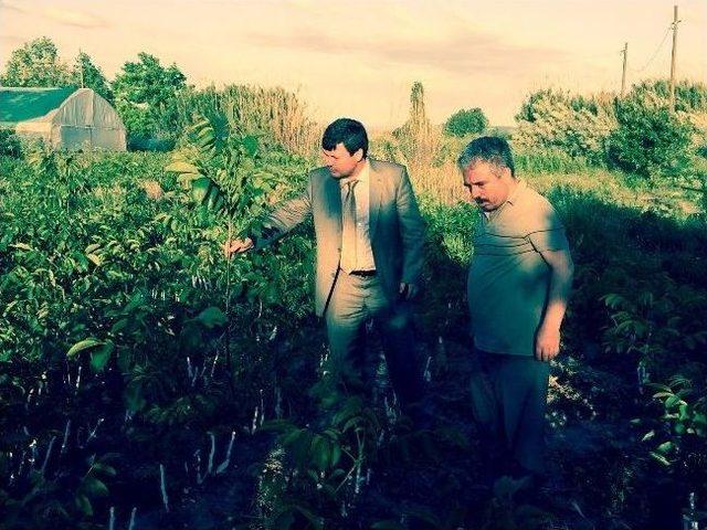 Gıda Tarım Ve Hayvancılık İl Müdürü Alanlı İncelemelerde Bulundu 1