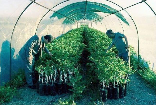 Gıda Tarım Ve Hayvancılık İl Müdürü Alanlı İncelemelerde Bulundu 2