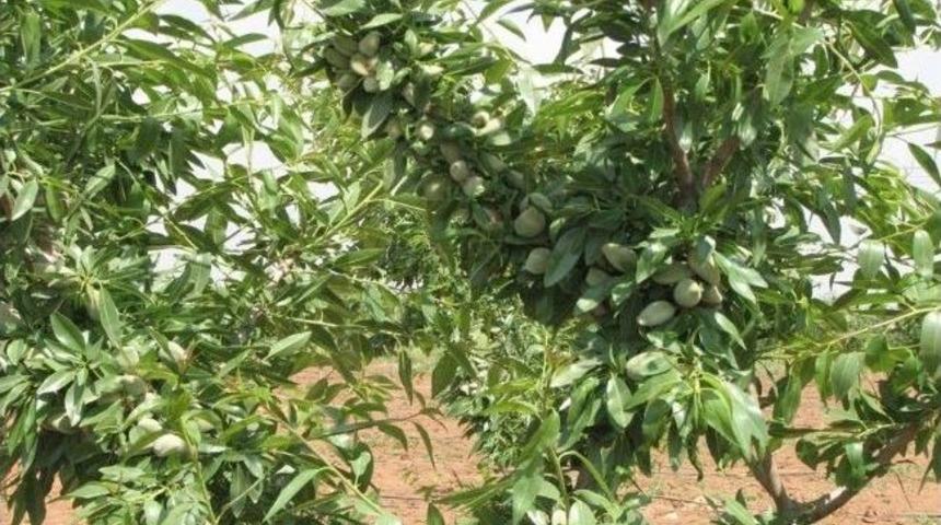 Ordu&rsquo;da Ceviz Ve Badem Ağa&ccedil;landırması