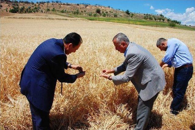 Adıyaman&rsquo;da İlk Hasad Sevinci 3