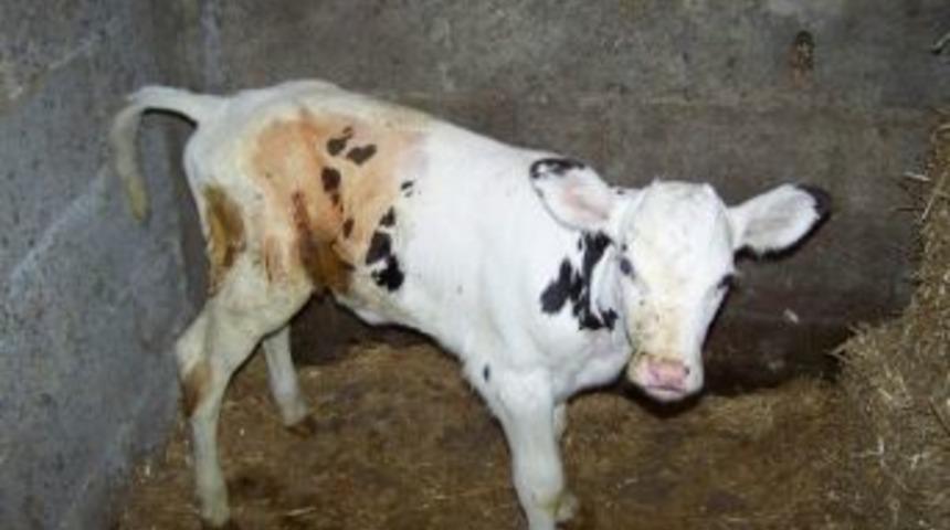 Eski Muhtardan &Ouml;rnek Hayvan Sevgisi