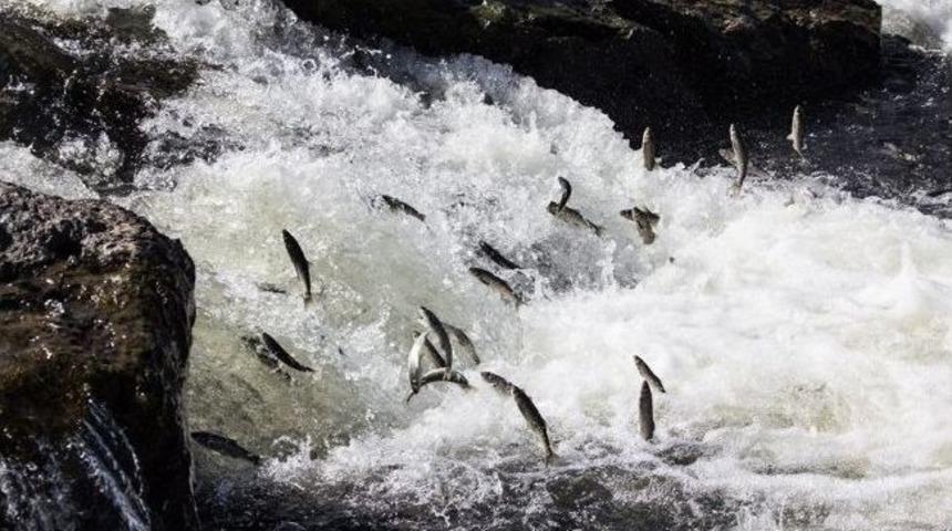 Bidfod Balık G&ouml;&ccedil;&uuml;n&uuml; Fotoğrafladı