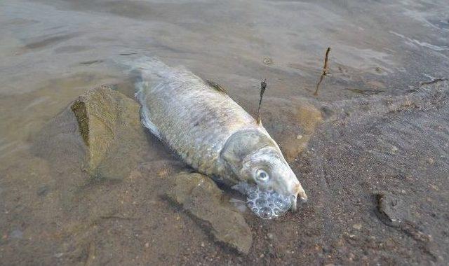 &Ccedil;orum&rsquo;da Toplu Balık &Ouml;l&uuml;mleri S&uuml;r&uuml;yor 1