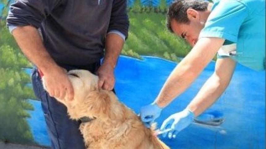 K&uuml;&ccedil;&uuml;k&ccedil;ekmece&rsquo;de Kedi Ve K&ouml;pekler İ&ccedil;in Aşı Zamanı