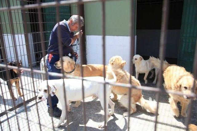 Küçükçekmece’de Kedi Ve Köpekler İçin Aşı Zamanı