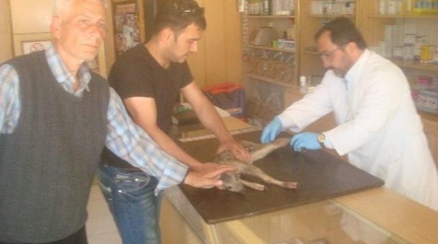 Yaralı Yavru Karaca&rsquo;ya Sahip &Ccedil;ıktılar