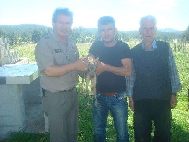 Yaralı Yavru Karaca’ya Sahip Çıktılar