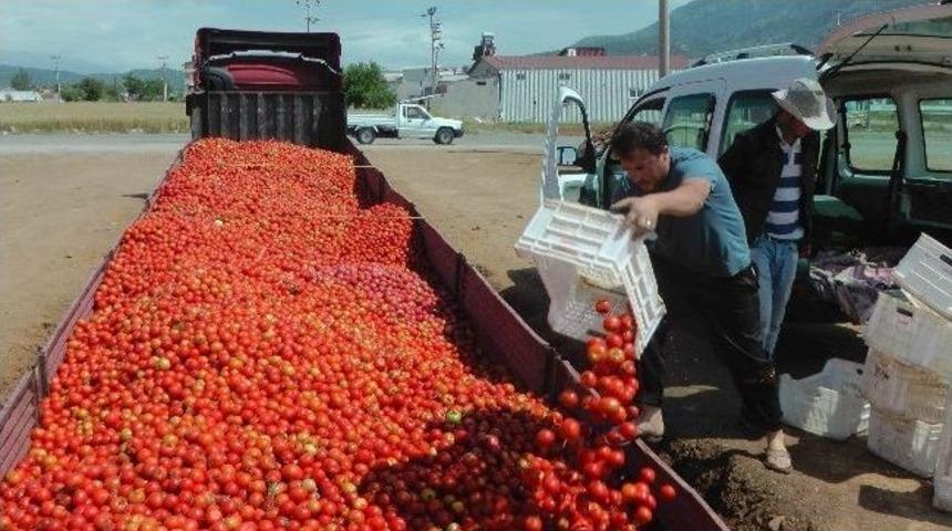 Domatesin İstanbul'da Kilosu 3 Tl, Fethiye'de Kasası 1.50 Tl